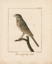 Yellowhammer (grabado en cobre coloreado a mano)