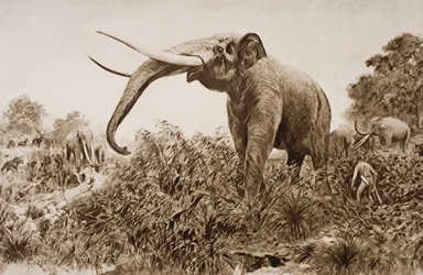El Elefante de Chatham, ilustración de 
