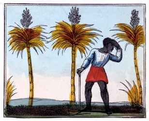 Cortando Caña de Azúcar, 1826