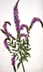 Hierba de sauce púrpura espigada (Epilobium) 1787