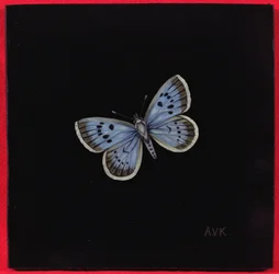 Mariposa azul grande, 2000