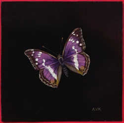 Mariposa emperador púrpura, 2000