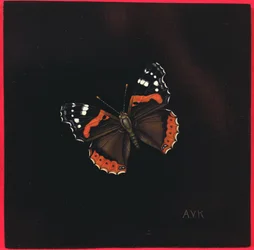 Mariposa almirante rojo, 2001