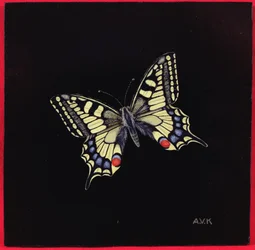 Mariposa macaón, 1999