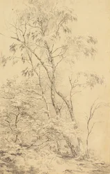 Árboles en Bromley [o Árboles]
