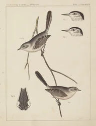 Aves - U.S.P.R.R. Exp. & Surveys, 35º Paralelo