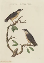 Sitta europea