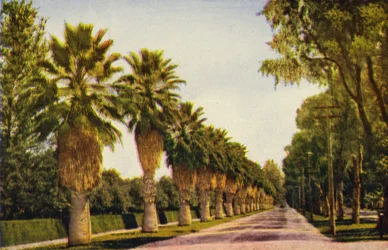 Un paseo de palmeras cerca de Los Ángeles (foto en color)