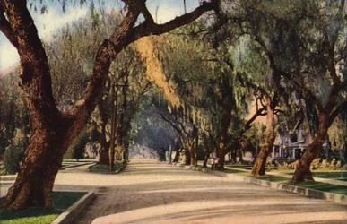 Avenida de los Pimenteros, Pasadena (foto en color)