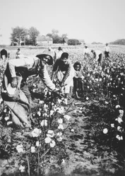 Recolectores de algodón negros, c.1900