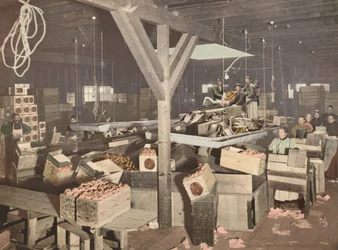 Empaquetado de naranjas en Redlands,publicado en 1899 (foto)