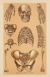 Estudio anatómico del esqueleto humano