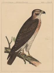 Aves, lámina XII, 1855