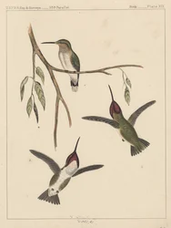 Aves, Placa XIX, 1855