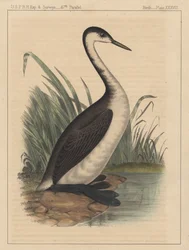 Aves, Placa XXXVIII, 1855