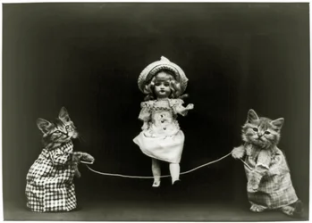 Curiosidad del gato, 1891