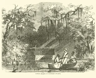 Alijos de algodón en los pantanos del sur, julio 1862