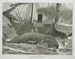 Descuartizando la ballena, de The American Whale Fishery, c.1850 (grabado)