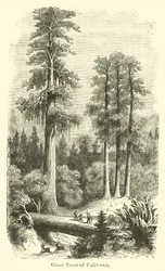 Árboles gigantes de California