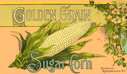 Etiqueta del producto Golden Grain Sugar Corn, c.1890 (litografía en color)