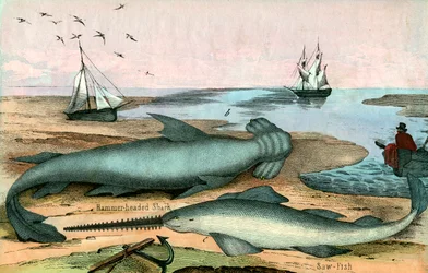 Tiburón martillo y pez sierra