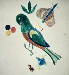 Periquito