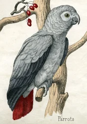 Loro, de La Historia Natural de los Animales