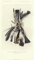 Penachos de oración de los miembros de la gran fraternidad del fuego en el solsticio de invierno (litografía en color)