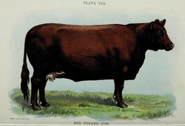 Vaca Roja Pollada, del 