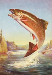 Pesca deportiva: Trucha de arroyo saltarina