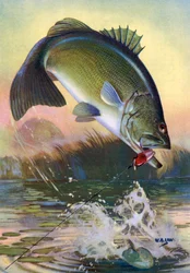 Pesca deportiva: Lubina saltarina