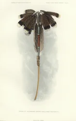 Espada de Thlewekwe (fraternidad de tragaespadas) (litografía en color)