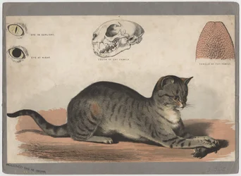 El Gato