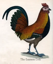 El gallo común