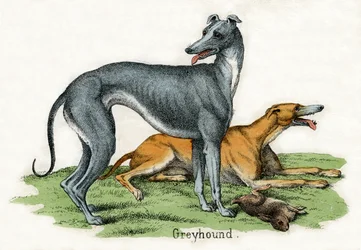 Dos galgos, de La historia natural de los animales