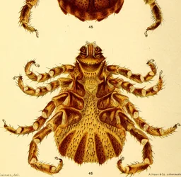 Vista ventral del macho Boophilus Annulatus, ilustración de "Cattle ticks"