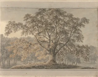 Vistas en Inglaterra, Escocia y Gales: Fresno en Londesbro Park, mayo de 1800