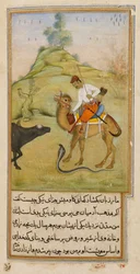 El jinete del camello, ilustración de 