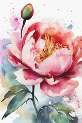 Acuarela de peonía rosa en flor