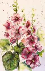 Malvas de color rosa intenso