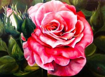 Una rosa de color rosa intenso en plena floración