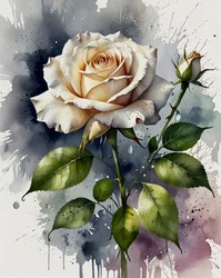 Rosa Blanca