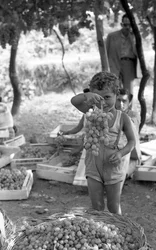 UVAS AMARGAS - NIÑO CON RACIMO