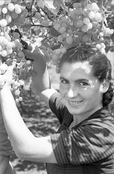 UVAS AMARGAS - VENDIMIA