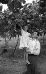 UVAS AMARGAS - LA ALTURA DE LA PÉRGOLA