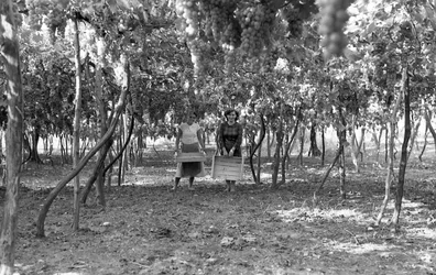 UVAS AMARGAS - LA PÉRGOLA ANTES DE LA VENDIMIA