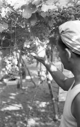 UVAS AMARGAS - LA REINA EN LA PÉRGOLA