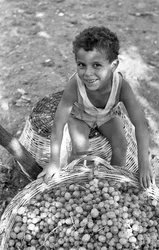 UVAS AMARGAS - EL HIJO DE UNA 