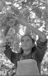 UVAS AMARGAS - LA PERGOLONA MUY JOVEN