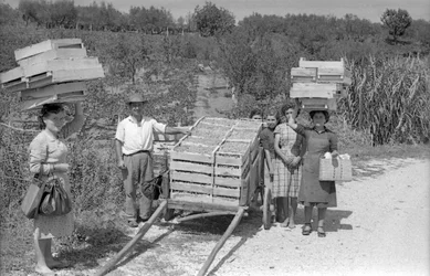 UVAS AMARGAS - TRANSPORTE